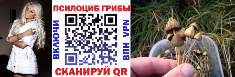 как найти закладки  Сунжа  Псилоцибиновые грибы Magic Shrooms 
